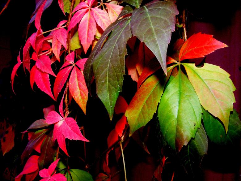 Free stock image of Colors of Nature created by Pixabay