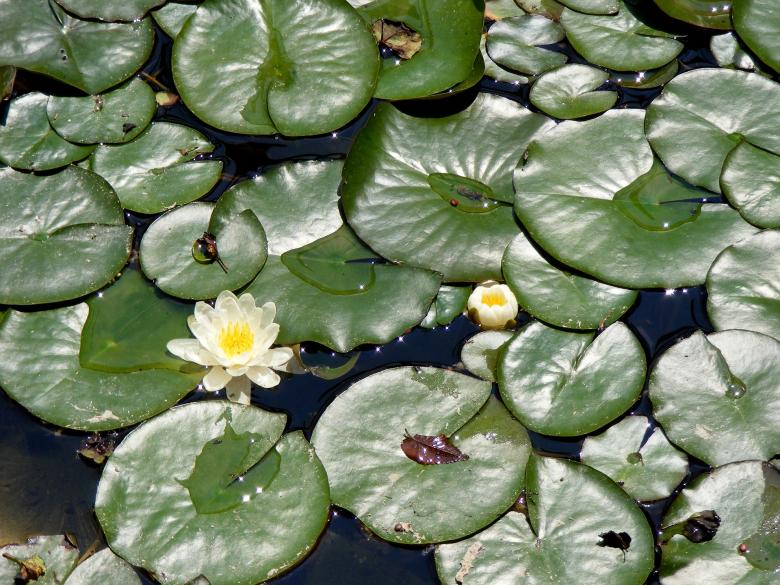 Free stock image of Lily created by Pixabay