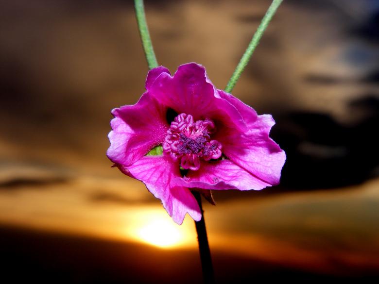 Free stock image of Mallow created by Pixabay