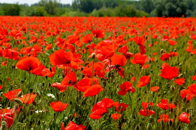 Free stock image of Red Poppies created by Pixabay