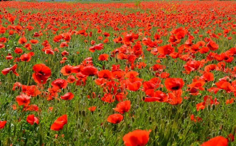Free stock image of Poppies created by Pixabay