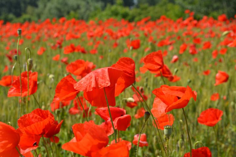 Free stock image of Poppies created by Pixabay