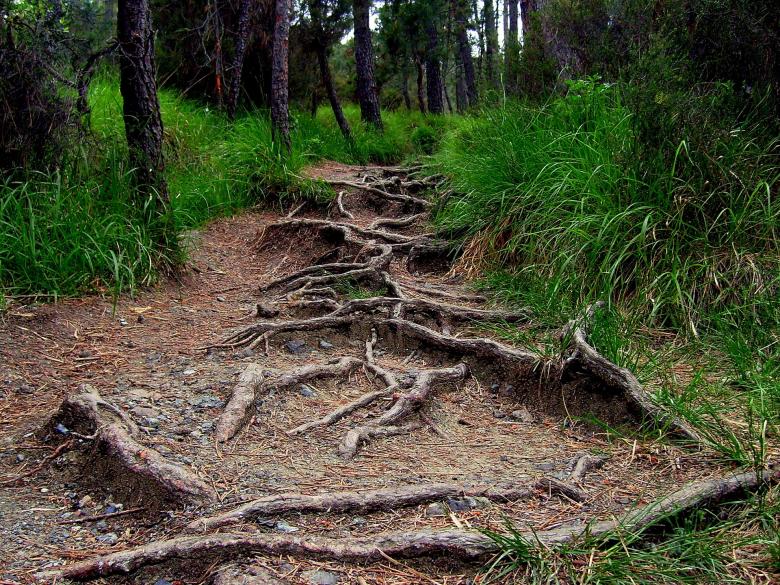 Free stock image of Roots created by Pixabay
