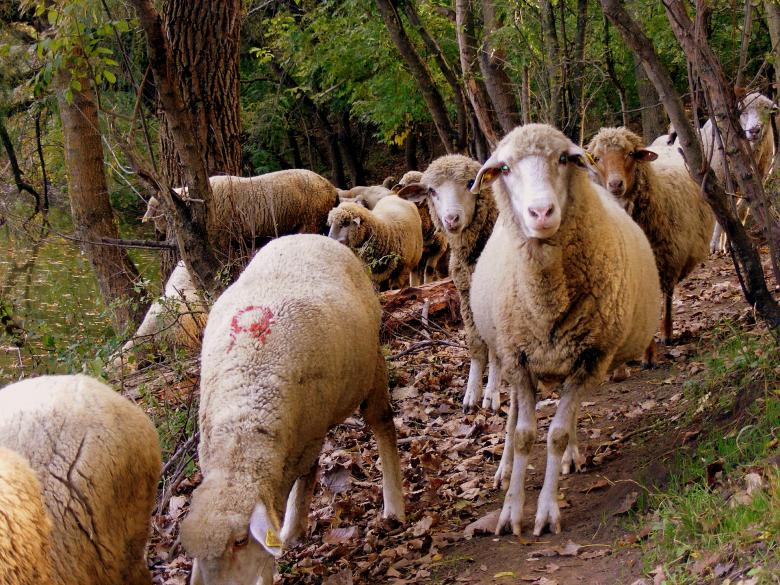 Free stock image of Herd created by Pixabay