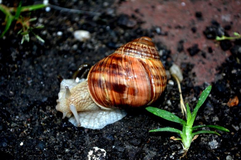 Free stock image of Snail created by Pixabay