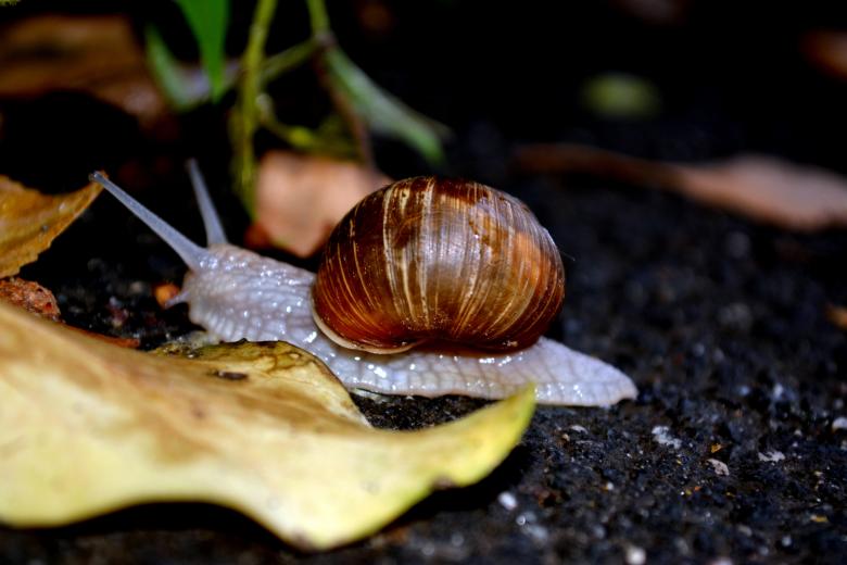 Free stock image of Crawling Snail created by Pixabay