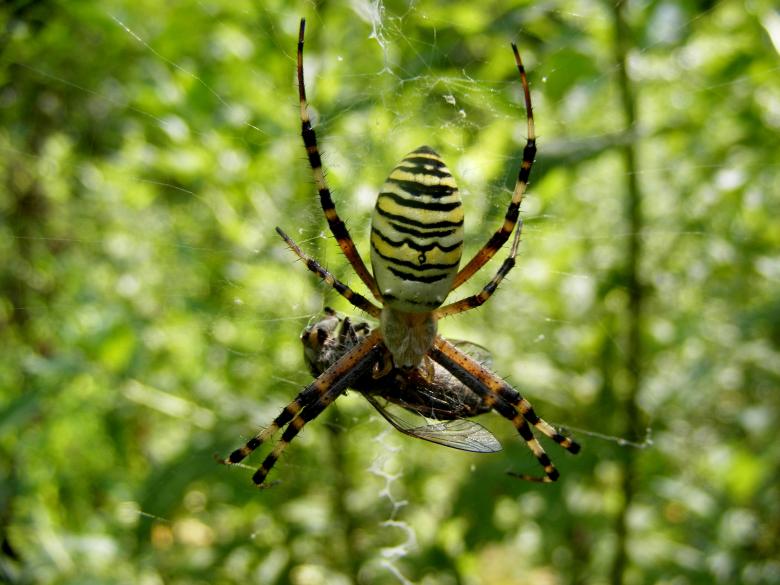 Free stock image of Prey created by Pixabay