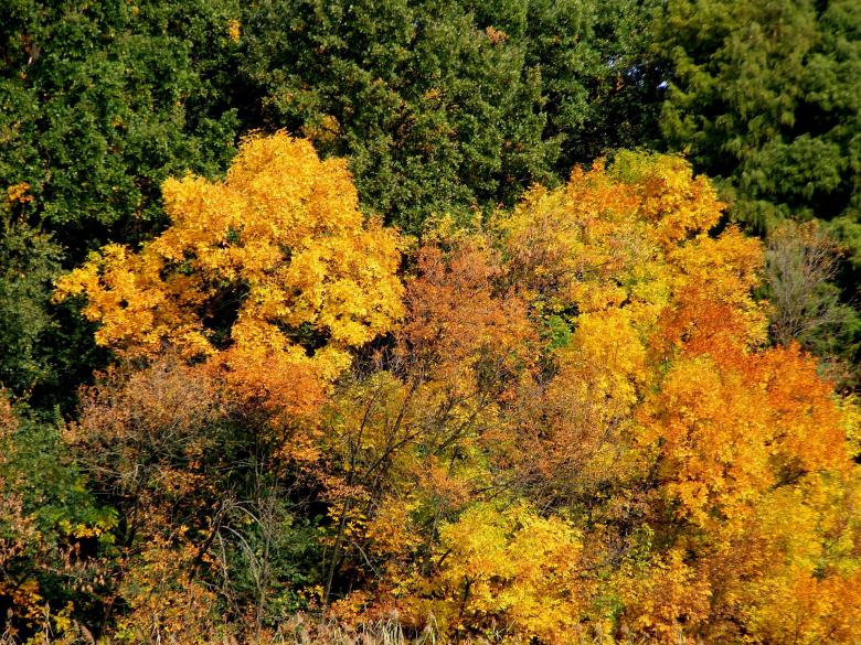 Free stock image of Autumn created by Pixabay