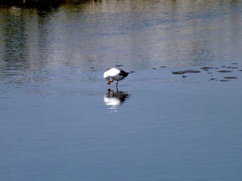 Free stock image of Seagull created by Pixabay