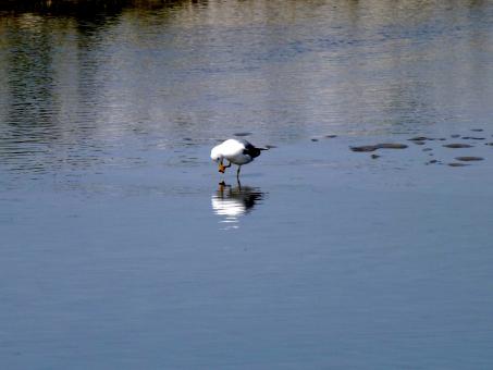 Free Stock Photo of Seagull