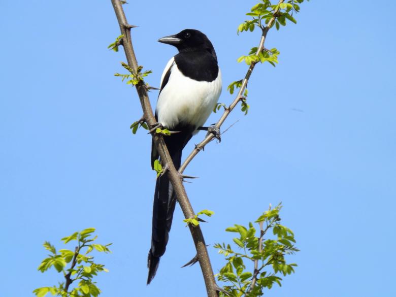 Free stock image of Bird created by Pixabay
