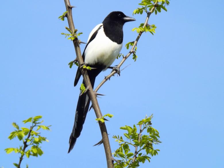 Free stock image of Bird created by Pixabay
