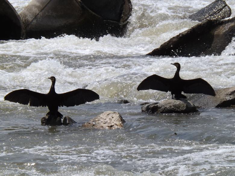 Free stock image of Birds created by Pixabay