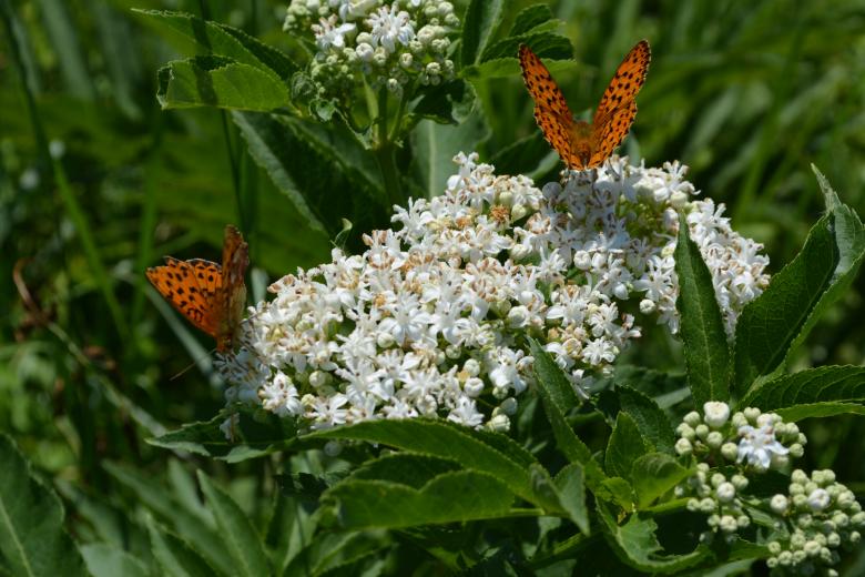 Free stock image of Butterfly created by Pixabay