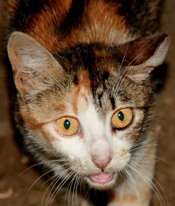 Free stock image of Cat created by Pixabay