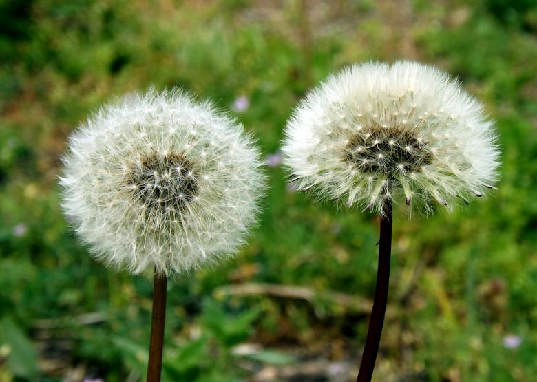 Free stock image of Dandelion created by Pixabay