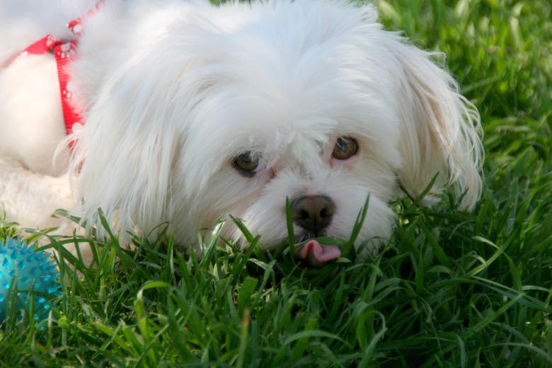 Free stock image of Dog created by Pixabay
