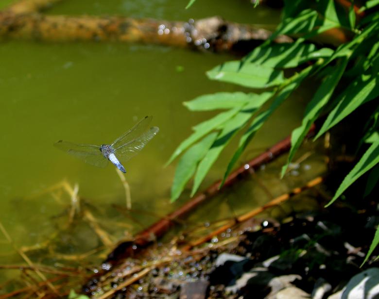 Free stock image of Dragonfly created by Pixabay