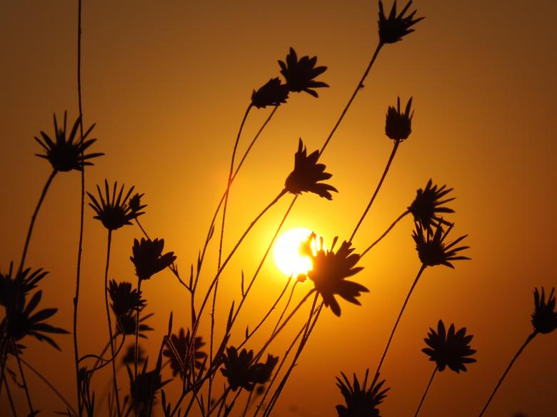 Free stock image of Nature created by Pixabay