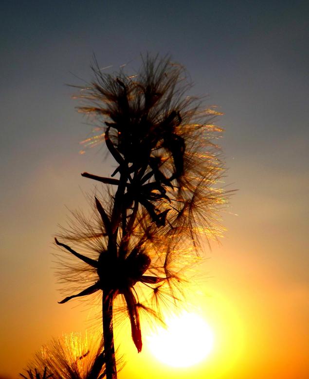 Free stock image of Sunset created by Pixabay