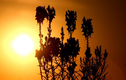 Free Stock Photo of Sunny