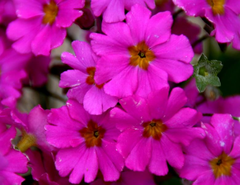 Free stock image of Flowers created by Pixabay