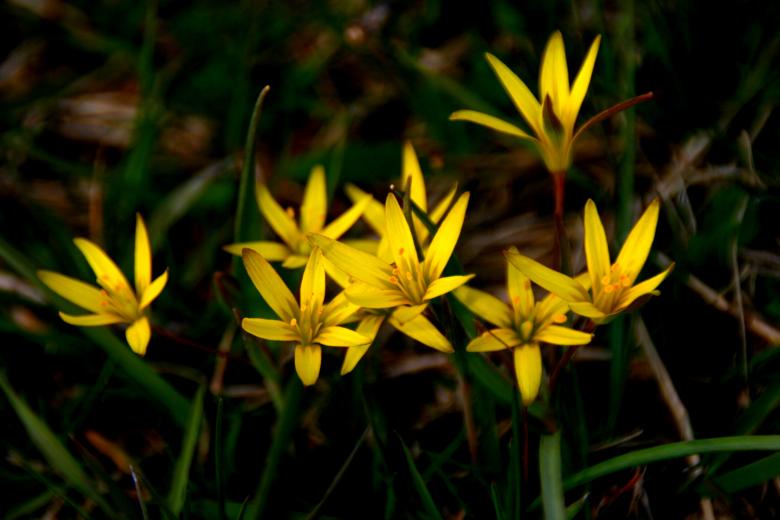 Free stock image of Flowers created by Pixabay