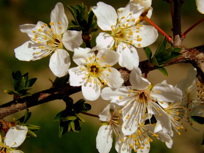 Free stock image of Flowers created by Pixabay