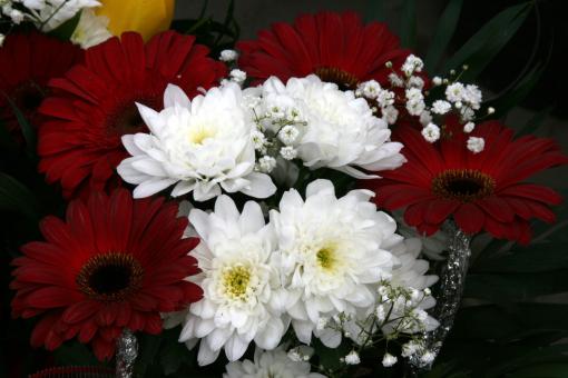 Free Stock Photo of Flowers