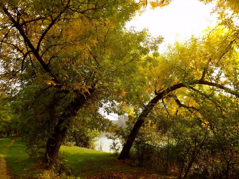 Free stock image of Forest created by Pixabay