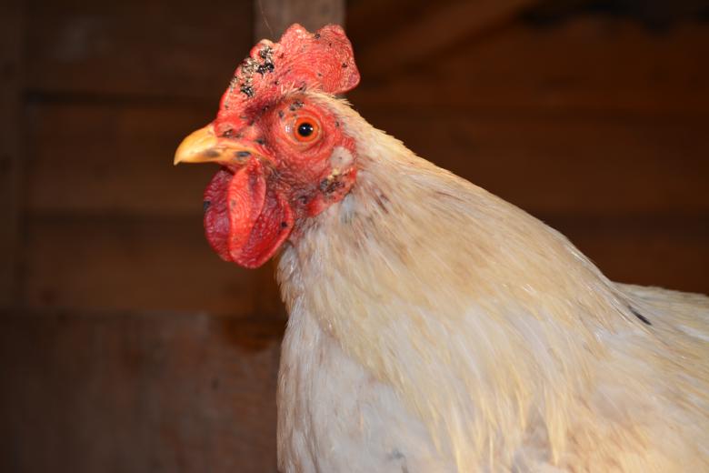 Free stock image of Hen created by Pixabay