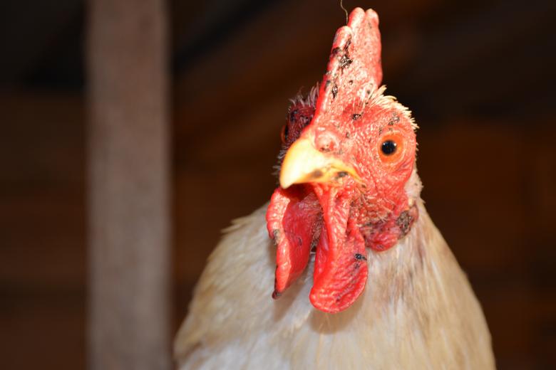 Free stock image of Hen created by Pixabay