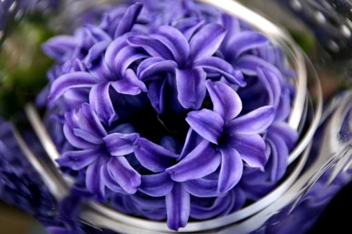 Flower - Free Stock Photo