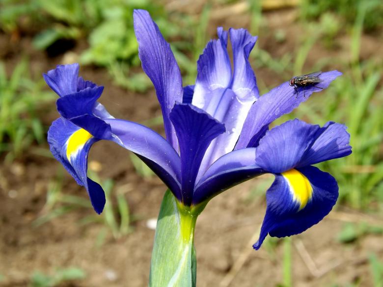 Free stock image of Iris created by Pixabay