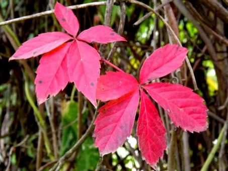 Free Stock Photo of Pink Leaves
