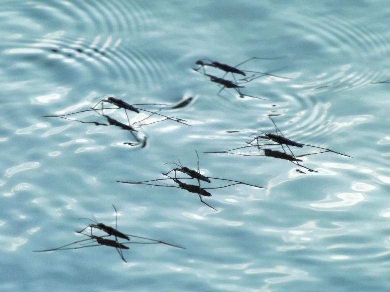 Free stock image of Water created by Pixabay