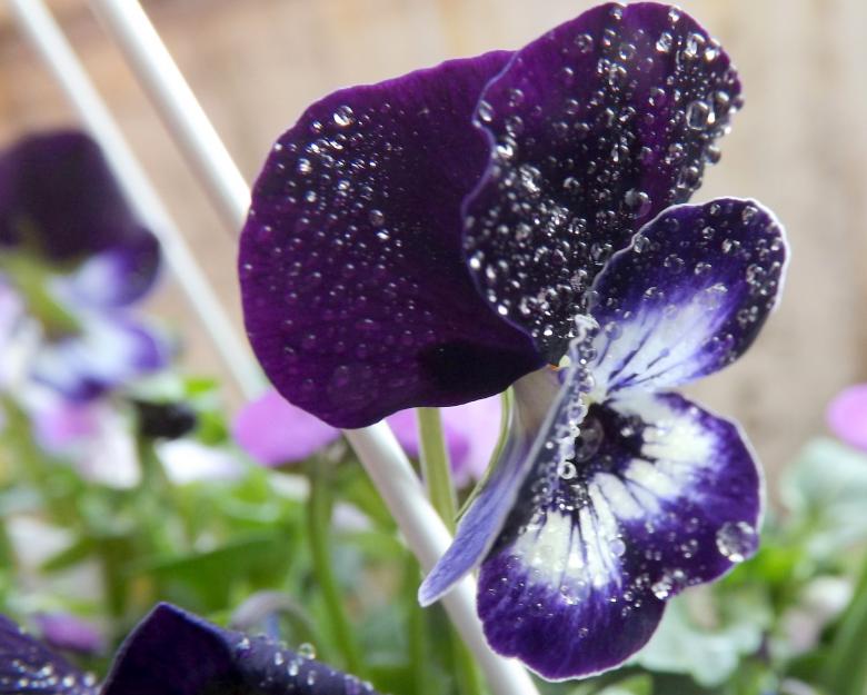 Free stock image of Pansy created by Pixabay