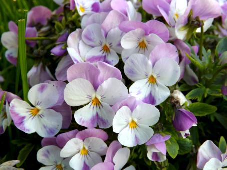 Free Stock Photo of Flowers