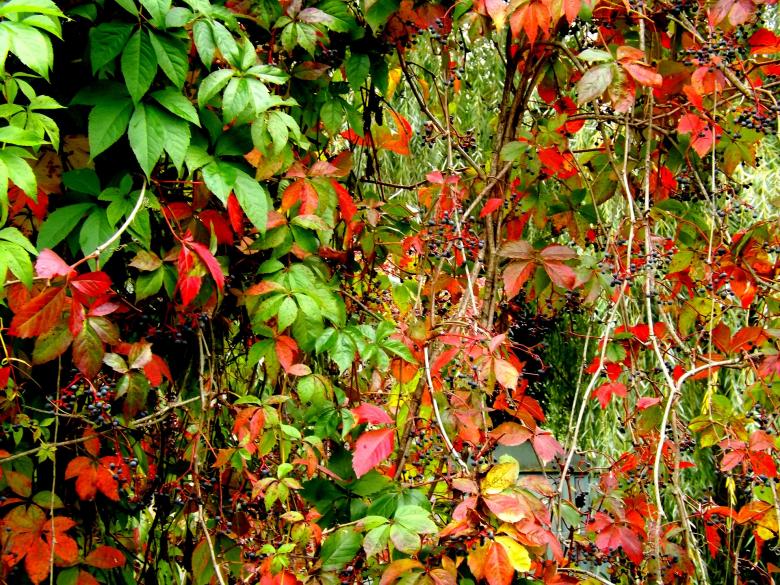 Free stock image of Colors of Nature created by Pixabay