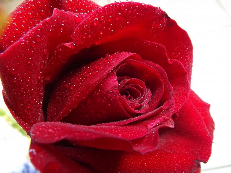 Free stock image of Red Rose created by Pixabay