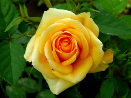 Free Stock Photo of Flower