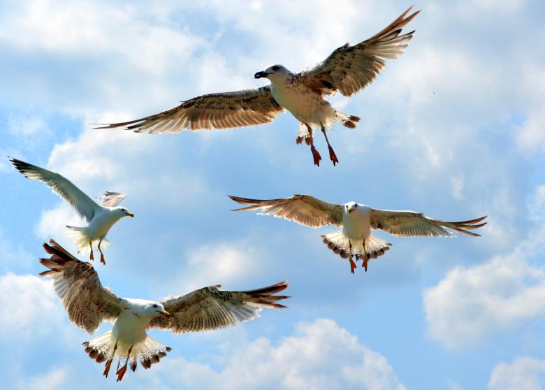 Free stock image of Birds created by Pixabay