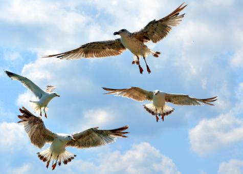 Free Stock Photo of Birds