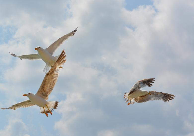 Free stock image of Birds created by Pixabay