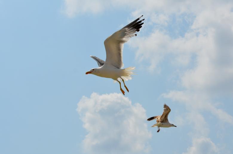 Free stock image of Birds created by Pixabay