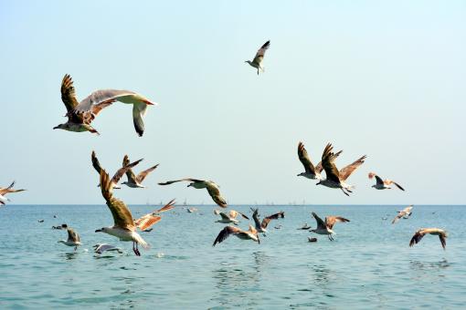 Free Stock Photo of Birds