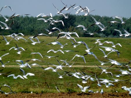Free Stock Photo of Birds