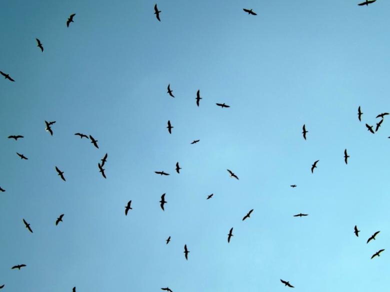 Free stock image of Birds created by Pixabay