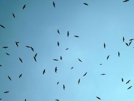 Free Stock Photo of Birds