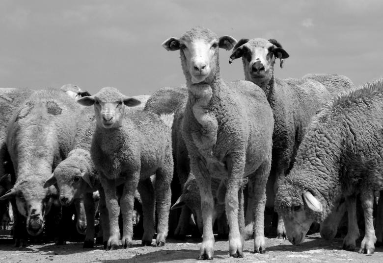 Free stock image of Sheep created by Pixabay